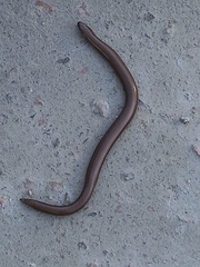Anguis fragilis