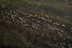 Helicogloea compressa