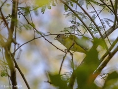 Vireo flavoviridis