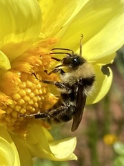 Bombus appositus