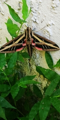 Eumorpha fasciatus