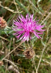 Centaurea scabiosa
