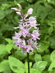 Dactylorhiza