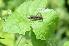 Leptoglossus gonagra