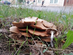 Cyclocybe cylindracea