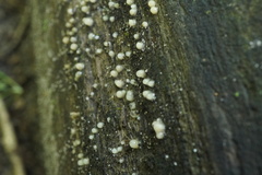 Helicogloea compressa