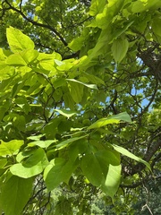 Catalpa