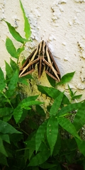 Eumorpha fasciatus
