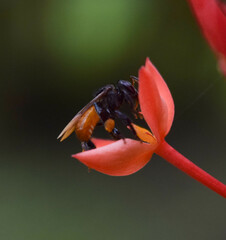 Trigona fulviventris