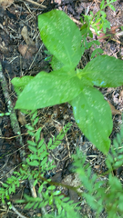 Triosteum aurantiacum