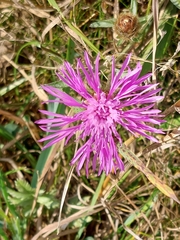 Centaurea scabiosa