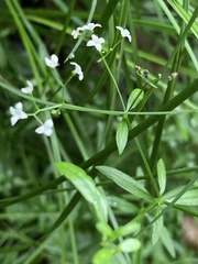 Galium