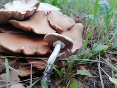 Cyclocybe cylindracea