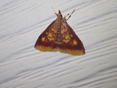 Pyrausta acrionalis