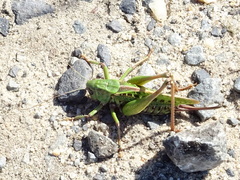 Decticus verrucivorus