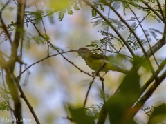 Vireo flavoviridis
