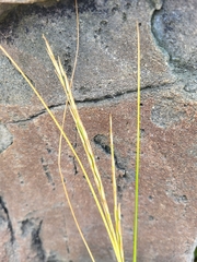 Sporobolus alterniflorus