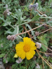 Baileya multiradiata