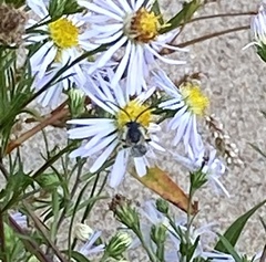 Melissodes druriellus