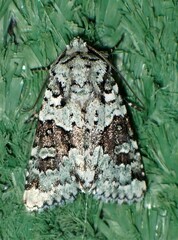 Lacinipolia