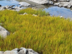 Sporobolus alterniflorus