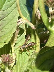 Polistes fuscatus