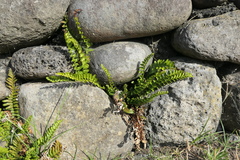 Asplenium marinum