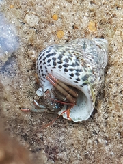 Clibanarius erythropus