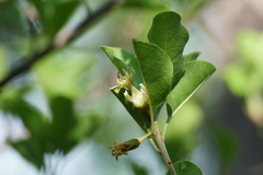 Sideroxylon occidentale