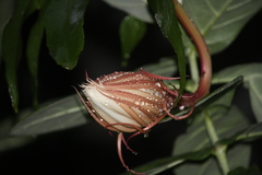 Epiphyllum oxypetalum