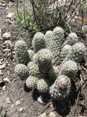 Mammillaria sphacelata