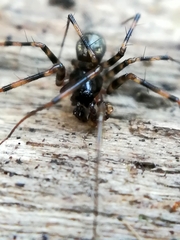 Lepthyphantes