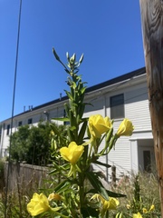 Oenothera parviflora