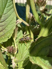 Polistes fuscatus