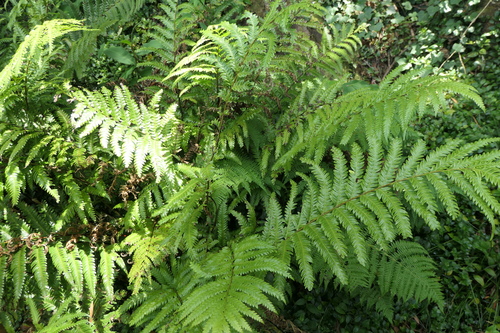 Image of Pteris incompleta by (c) Rafael Medina, some rights reserved (CC BY)