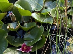 Nymphaea