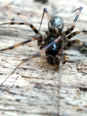 Lepthyphantes