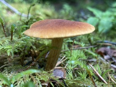 Gymnopilus penetrans