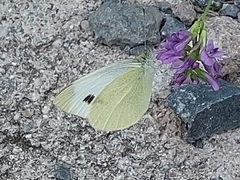 Pieris rapae