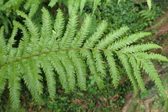 Pteris incompleta