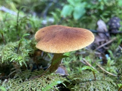 Gymnopilus penetrans