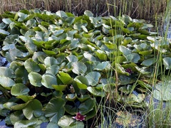 Nymphaea