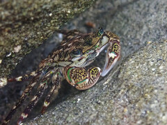 Pachygrapsus crassipes