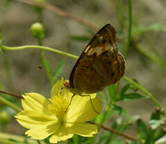 Junonia