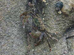Pachygrapsus crassipes