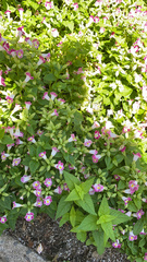 Torenia fournieri