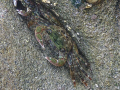 Pachygrapsus crassipes