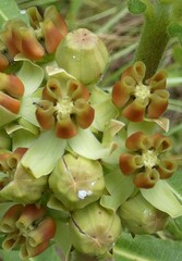 Asclepias obovata