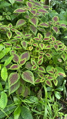Coleus scutellarioides