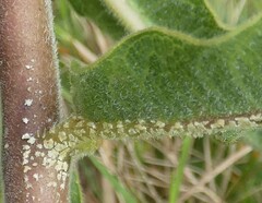 Asclepias obovata